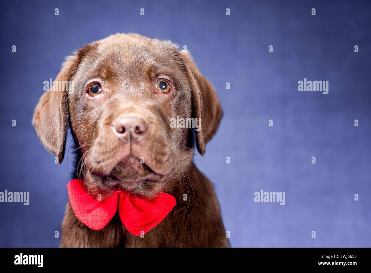Portrait d'un chiot Labrador au chocolat avec un noeud rouge sur son cou sur fond bleu Banque D'Images