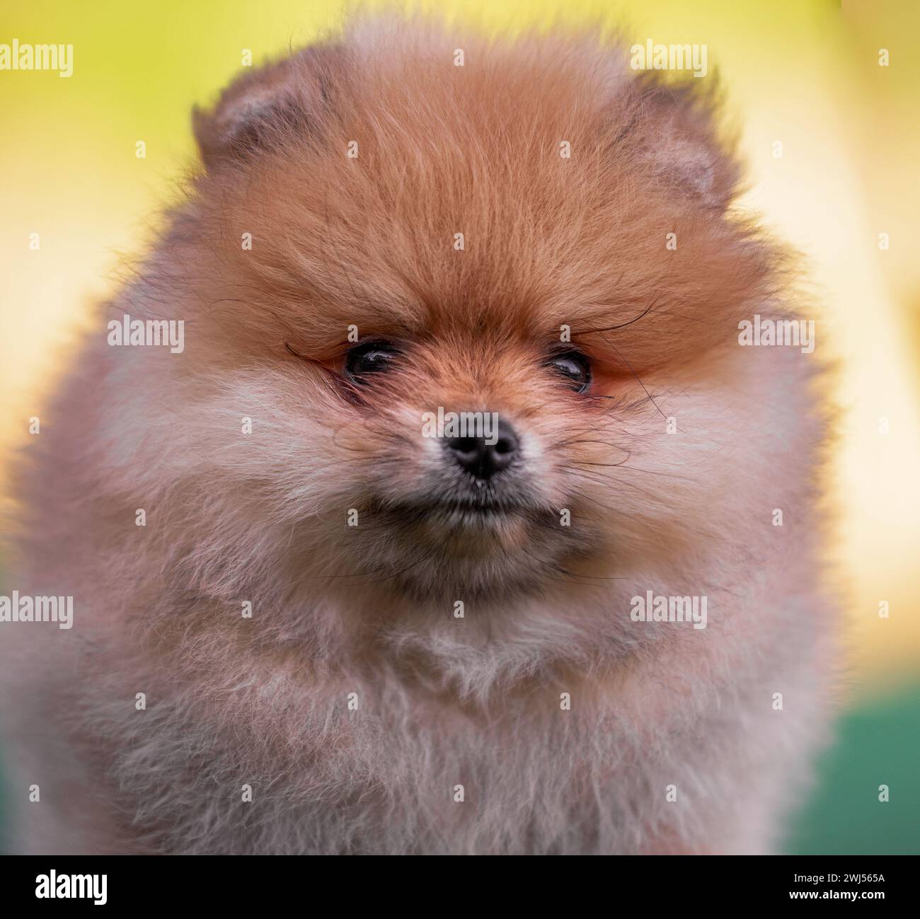 Portrait d'un chiot pomeranien à poils rouges en gros plan Banque D'Images Portrait d'un chiot pomeranien à poils rouges en gros plan Banque D'Images