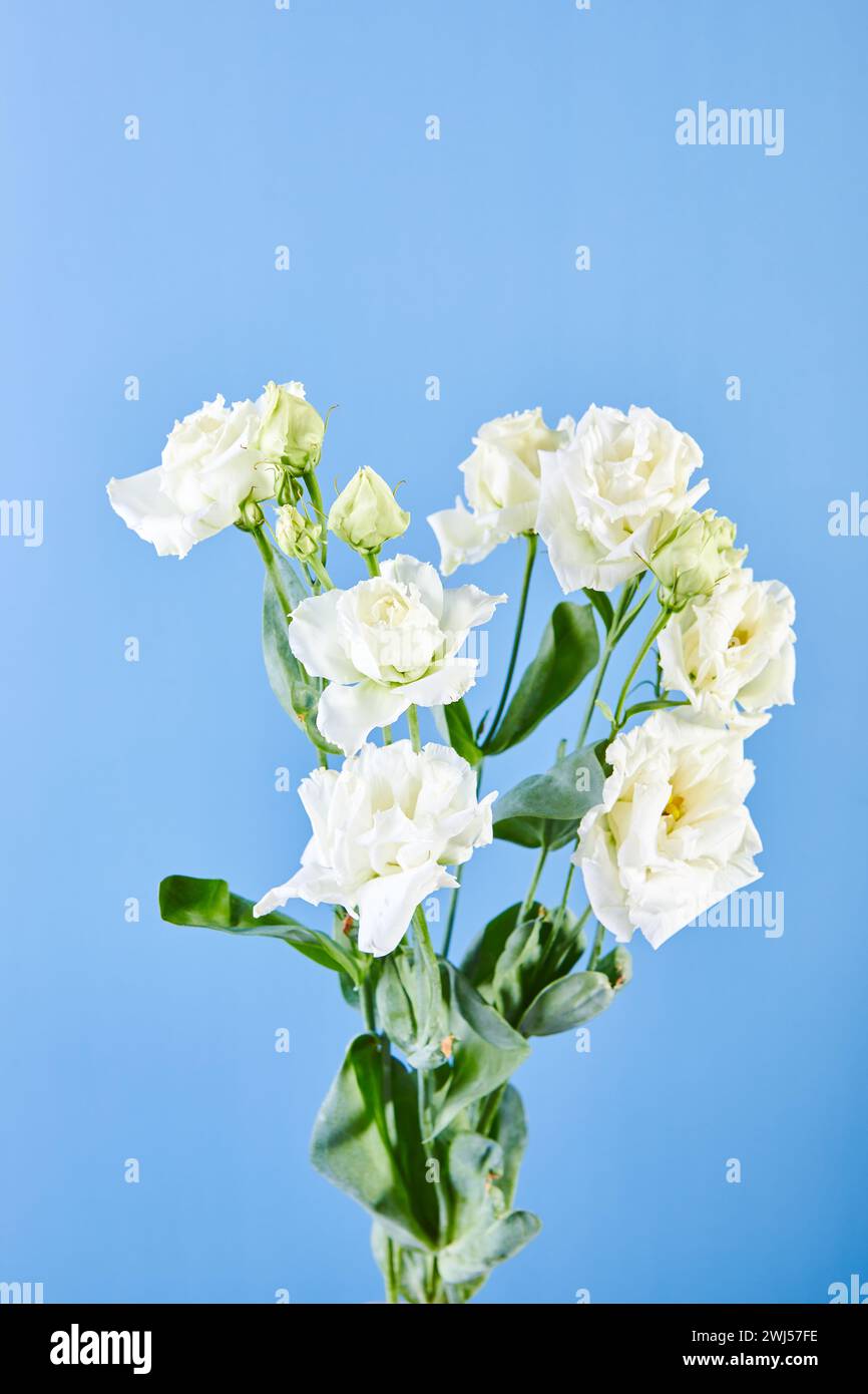 Bouquet d'Eustoma, communément appelé lisianthus, gentiane des prairies ou bluebell du texas Banque D'Images