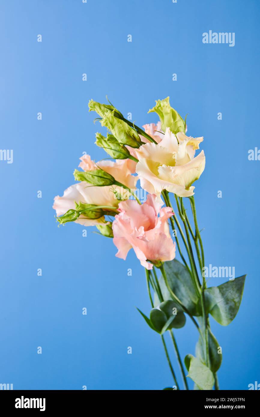 Bouquet d'Eustoma, communément appelé lisianthus, gentiane des prairies ou bluebell du texas Banque D'Images
