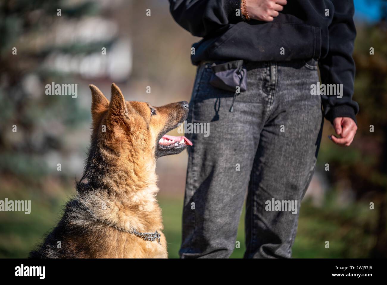 Formation avec une friandise d'un chien Berger allemand dans le parc par une soirée ensoleillée Banque D'Images