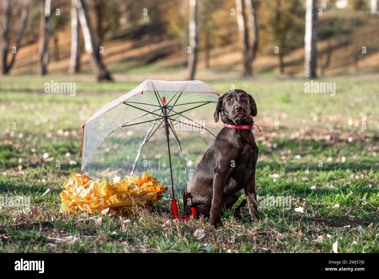 Chiot Mongrel à côté d'un parapluie rouge transparent et une couronne de feuilles jaunes d'automne sur une pelouse verte dans le parc par une journée ensoleillée Banque D'Images