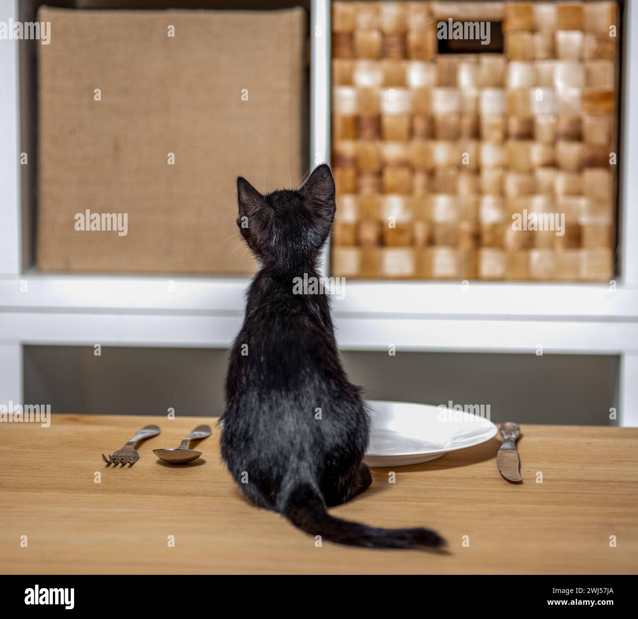 Chaton noir et blanc affamé assis sur une table en bois devant une assiette vide et des couverts Banque D'Images