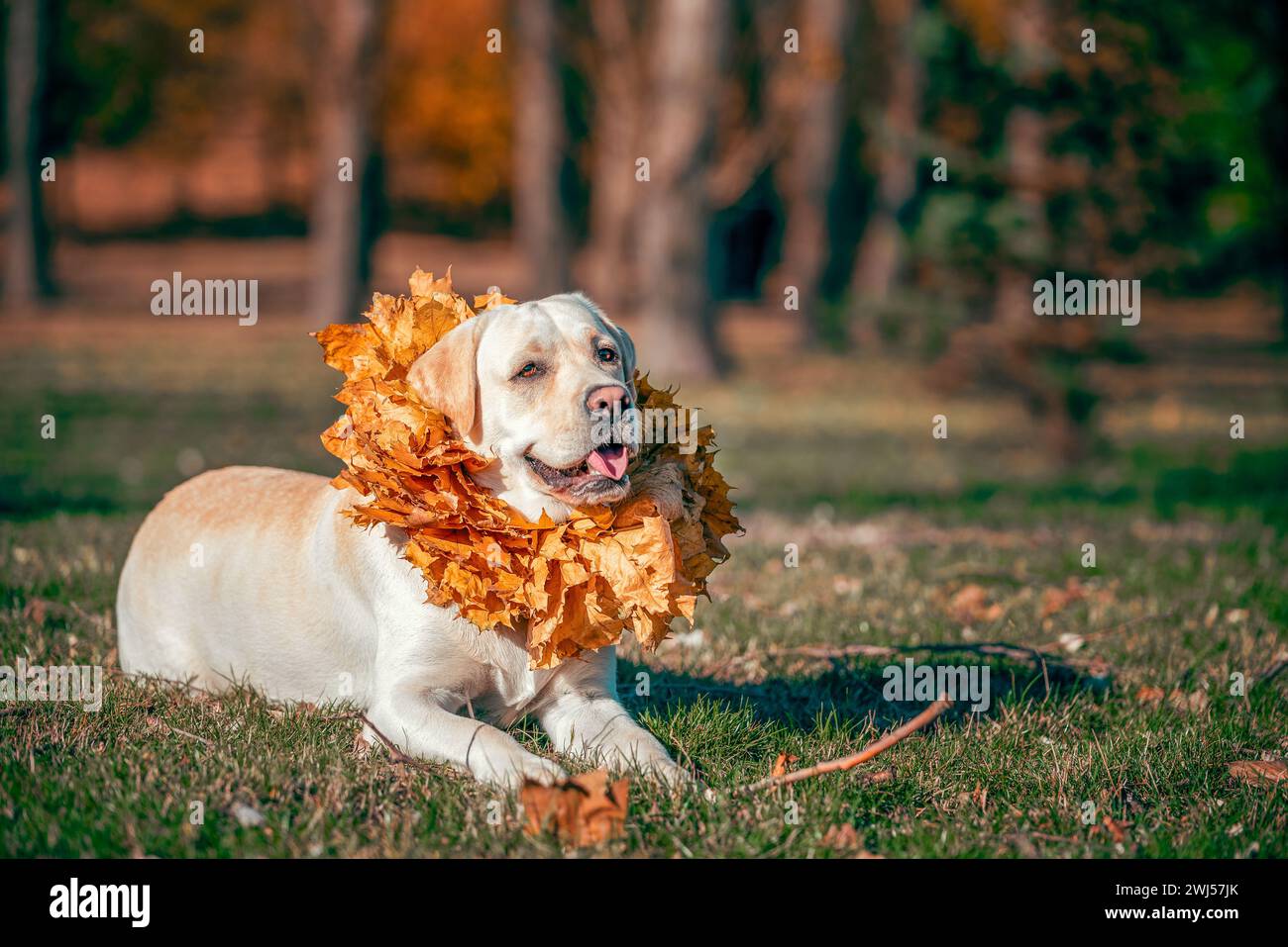 Automne un chien Labrador adulte de couleur fauve souriant avec une couronne de feuilles d'érable jaune autour de son cou Banque D'Images