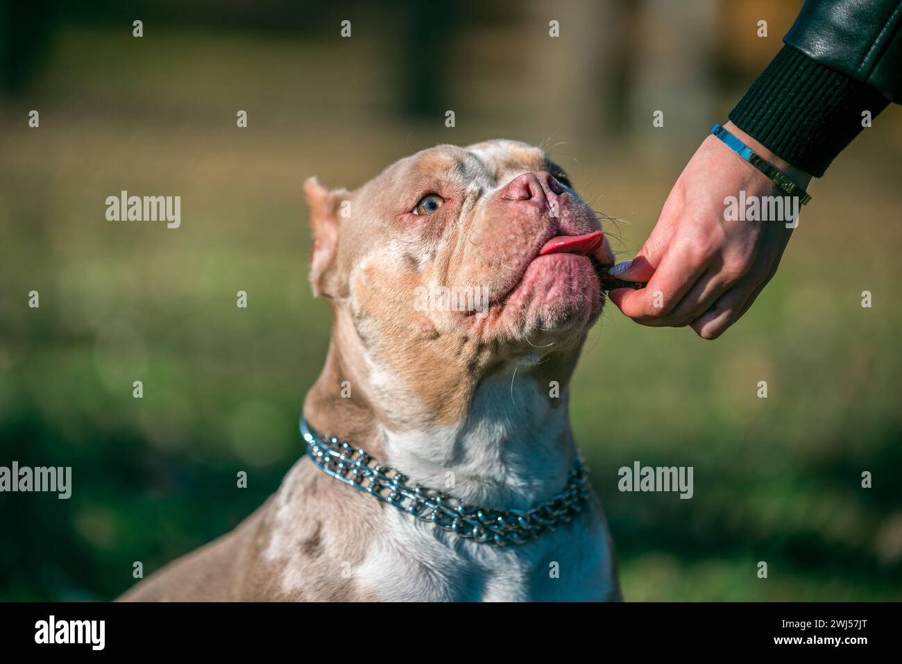 Encouragement pendant la formation d'une main femelle nourrissant un chien Banque D'Images