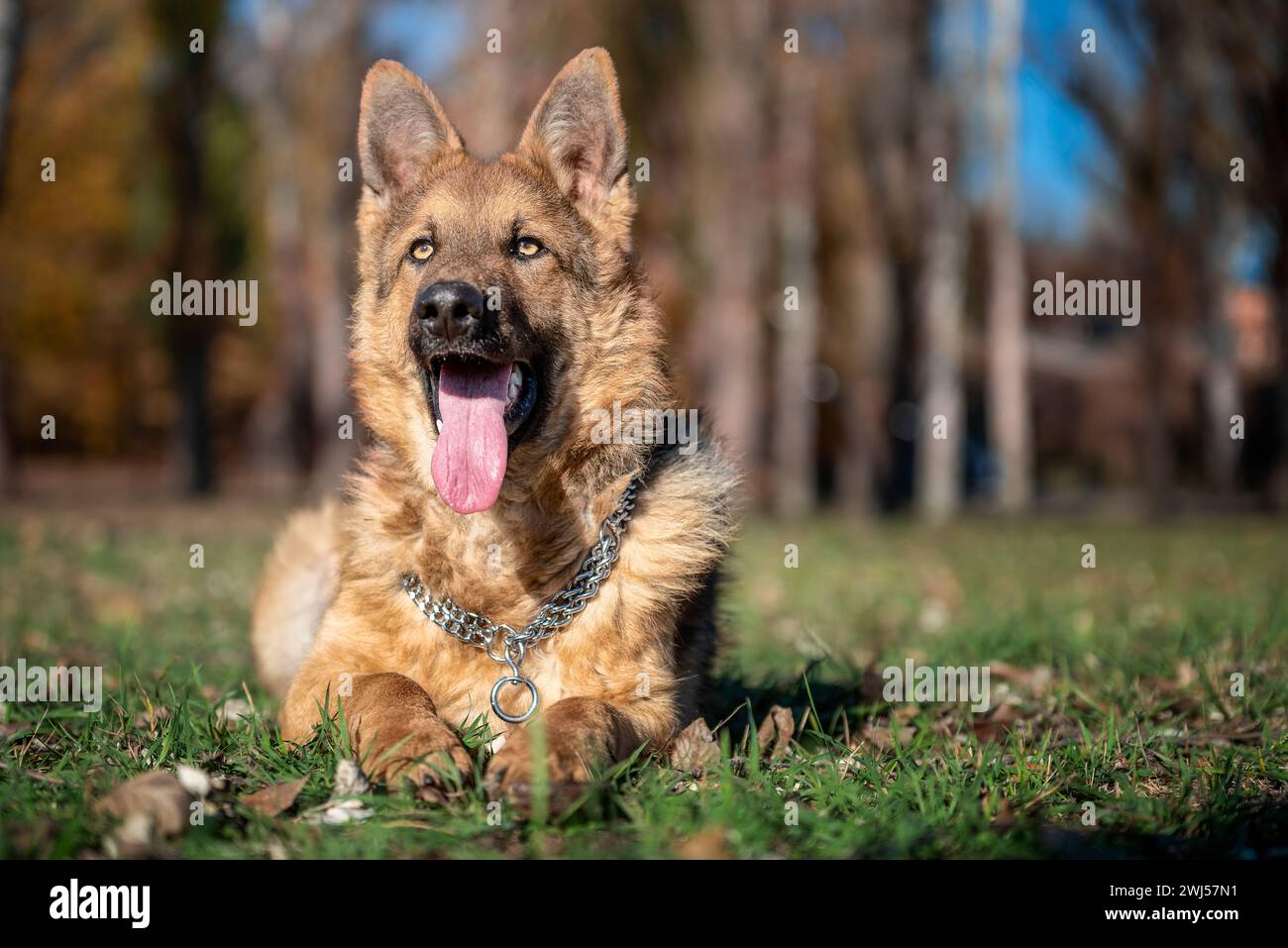 Portrait à grande échelle d'un chien Berger allemand sur une pelouse verte dans un parc en automne par une journée ensoleillée Banque D'Images