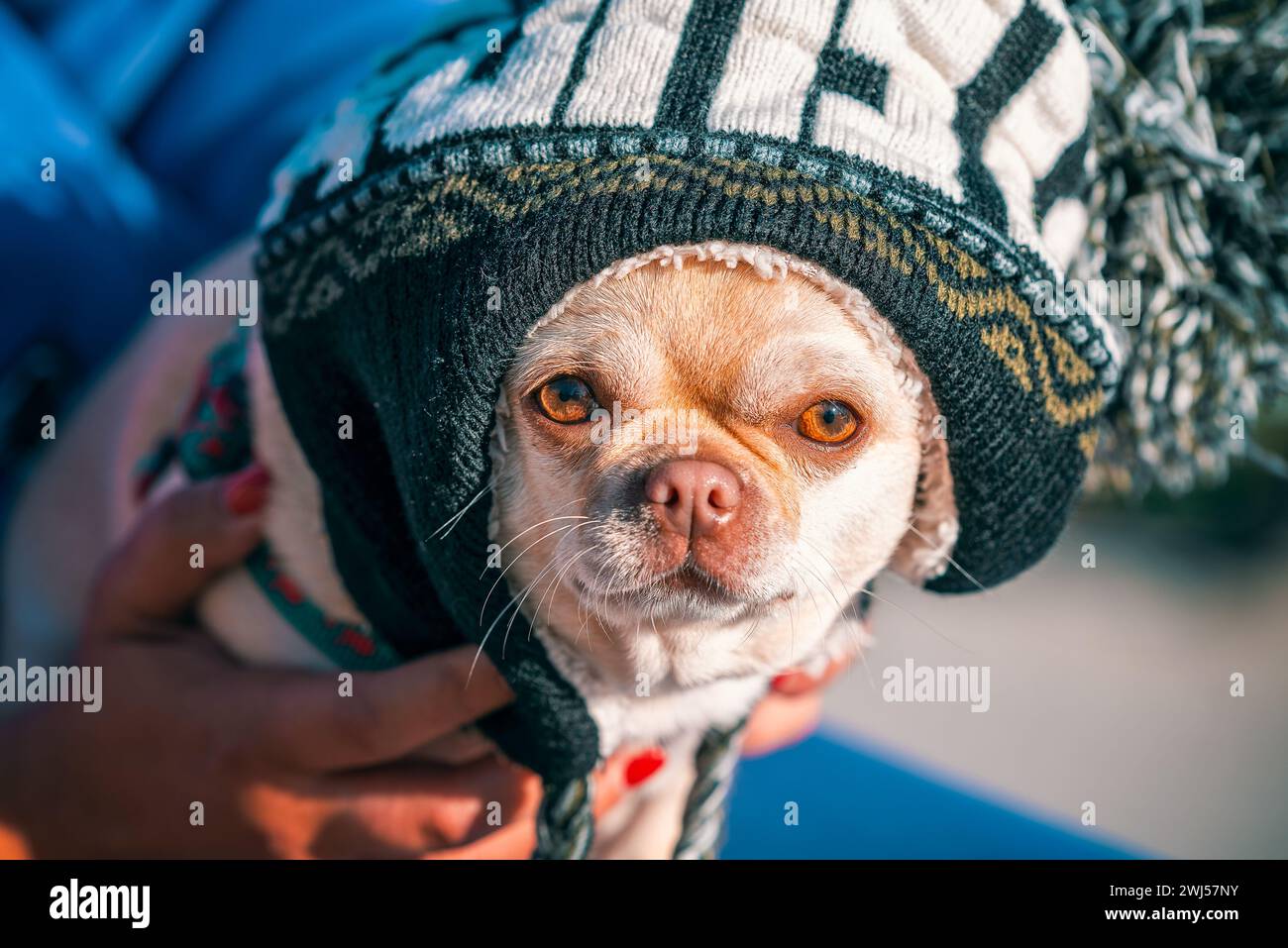 Chien de race chihuahua drôle dans un énorme chapeau d'hiver dans les mains du propriétaire Banque D'Images Chien de race chihuahua drôle dans un énorme chapeau d'hiver dans les mains du propriétaire Banque D'Images
