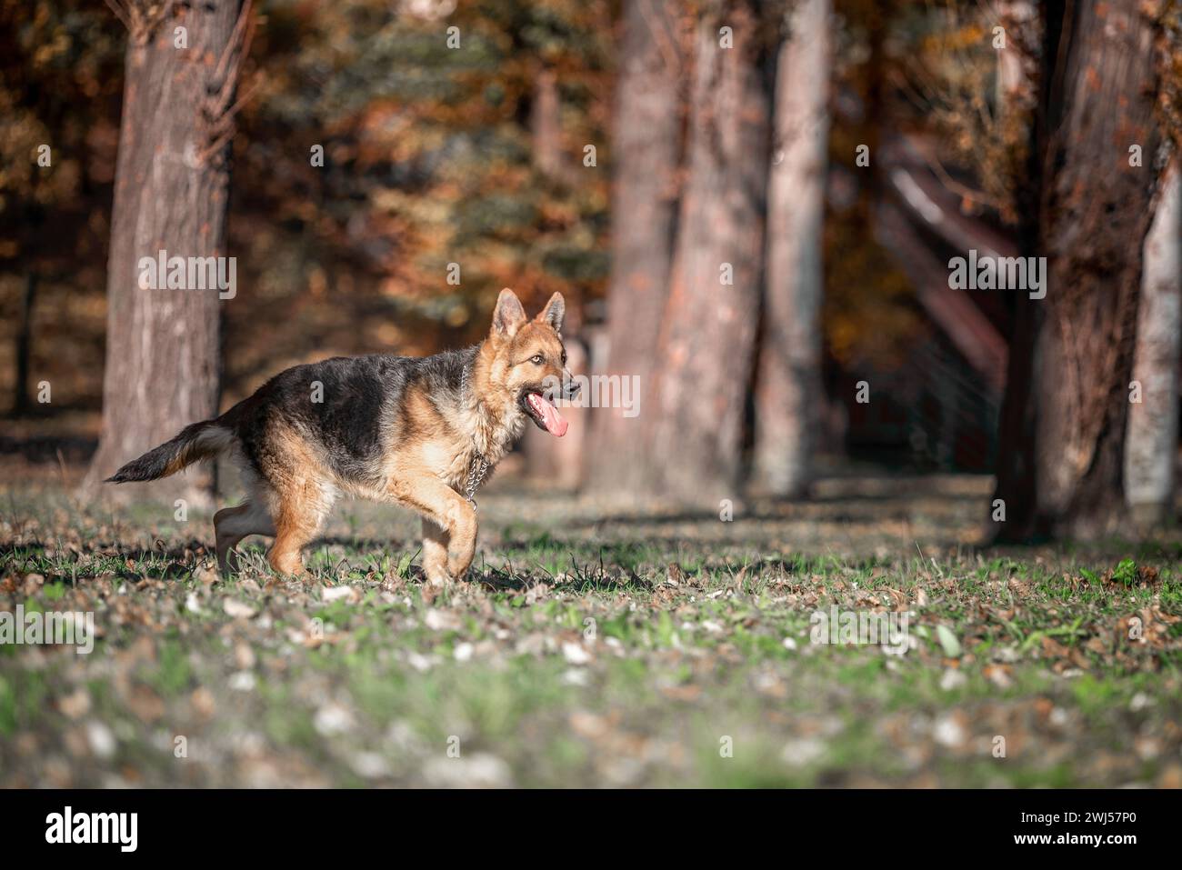 Chien Berger allemand court dans le parc en automne par une journée ensoleillée Banque D'Images Chien Berger allemand court dans le parc en automne par une journée ensoleillée Banque D'Images