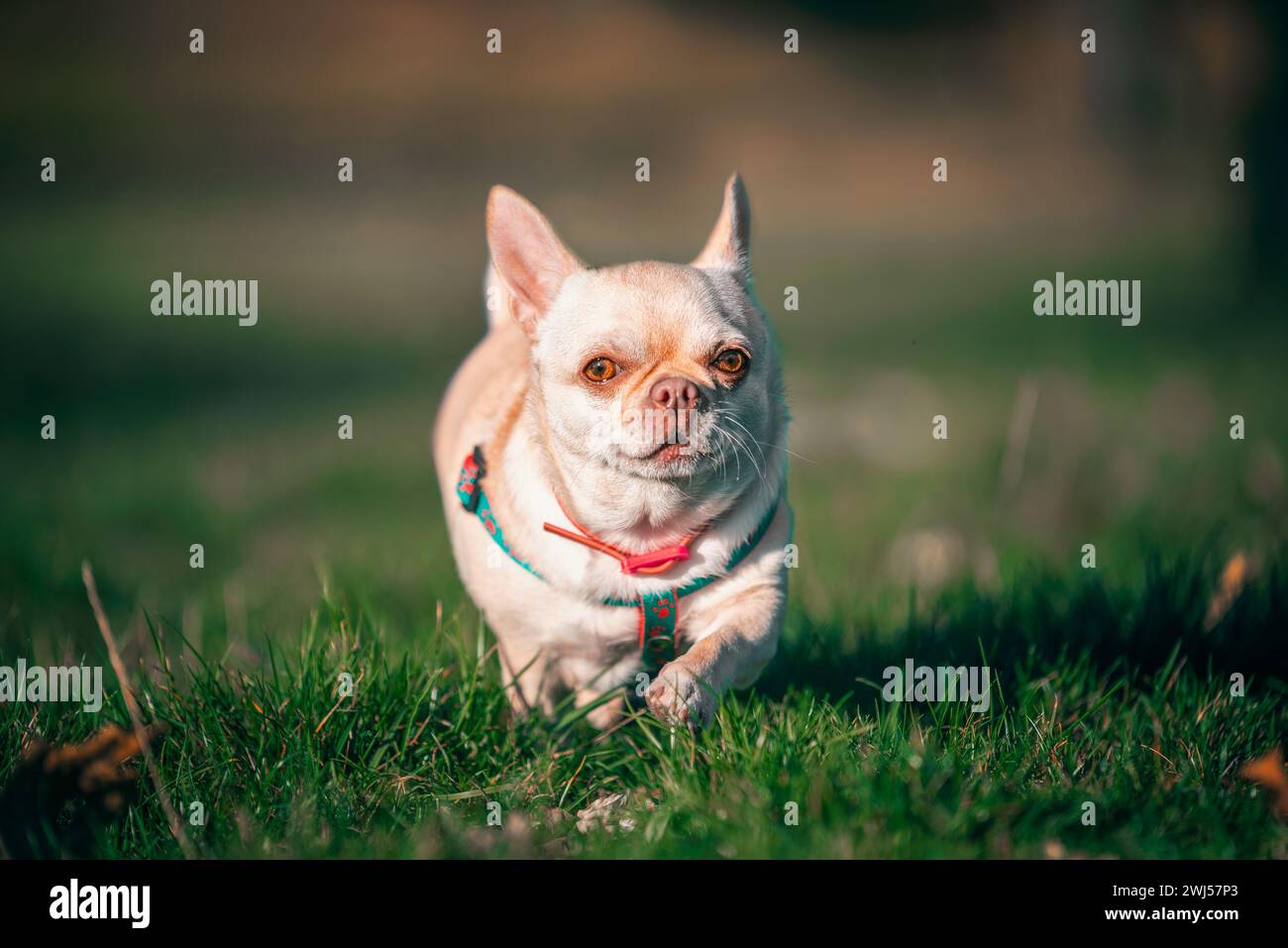 Petit chien chihuahua courant à travers une pelouse verte coupée par une soirée claire au coucher du soleil Banque D'Images Petit chien chihuahua courant à travers une pelouse verte coupée par une soirée claire au coucher du soleil Banque D'Images