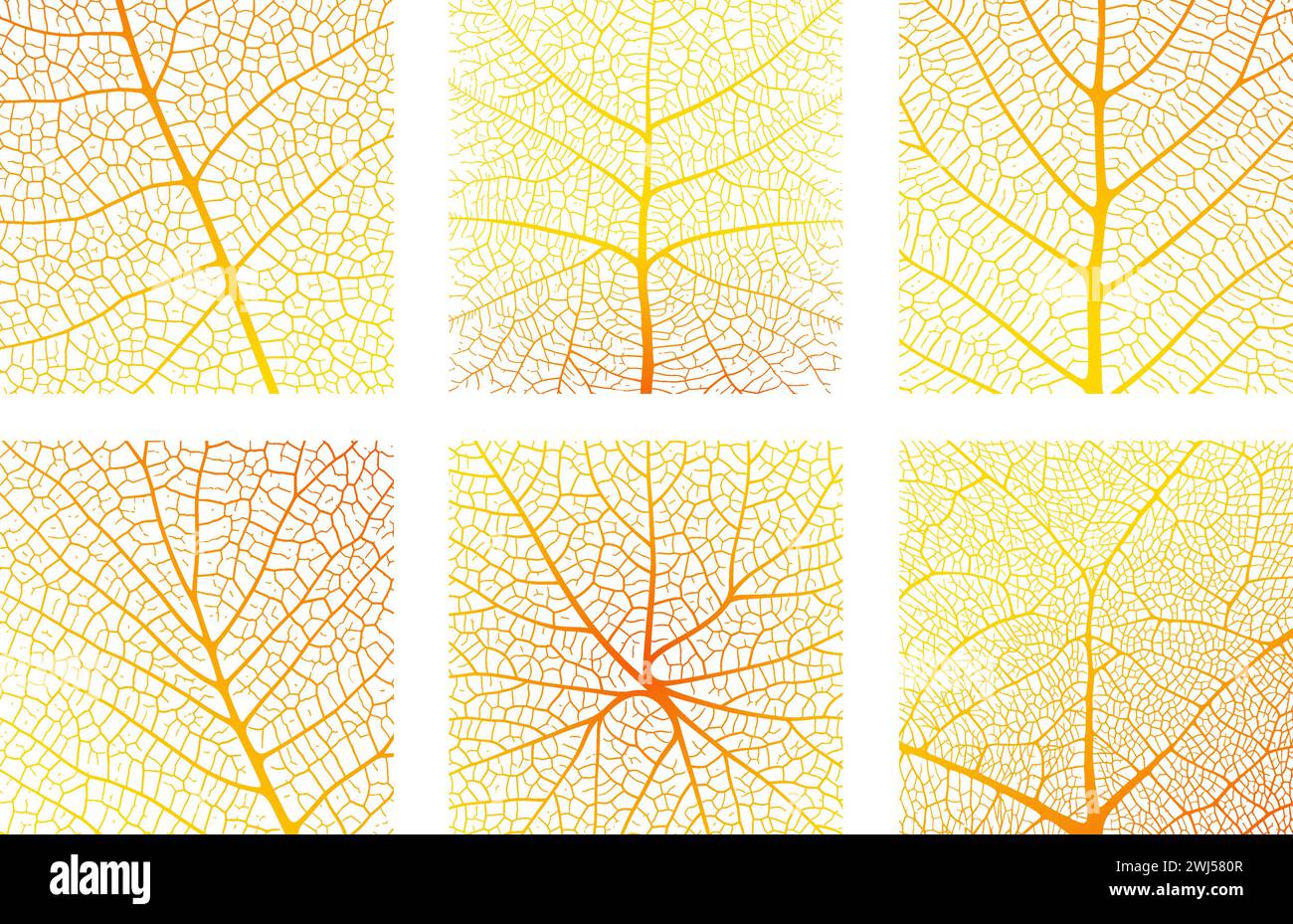 Fond abstrait de texture de veine de feuille avec gros plan motif de texture d'ornement de cellules de feuille de plante. Motif macro linéaire organique orange et blanc de la nature Illustration de Vecteur