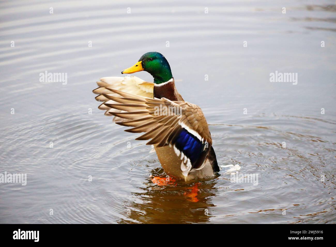 Un canard colvert sur un lac, Ziegeleipark, Heilbronn, Allemagne, Europe Banque D'Images