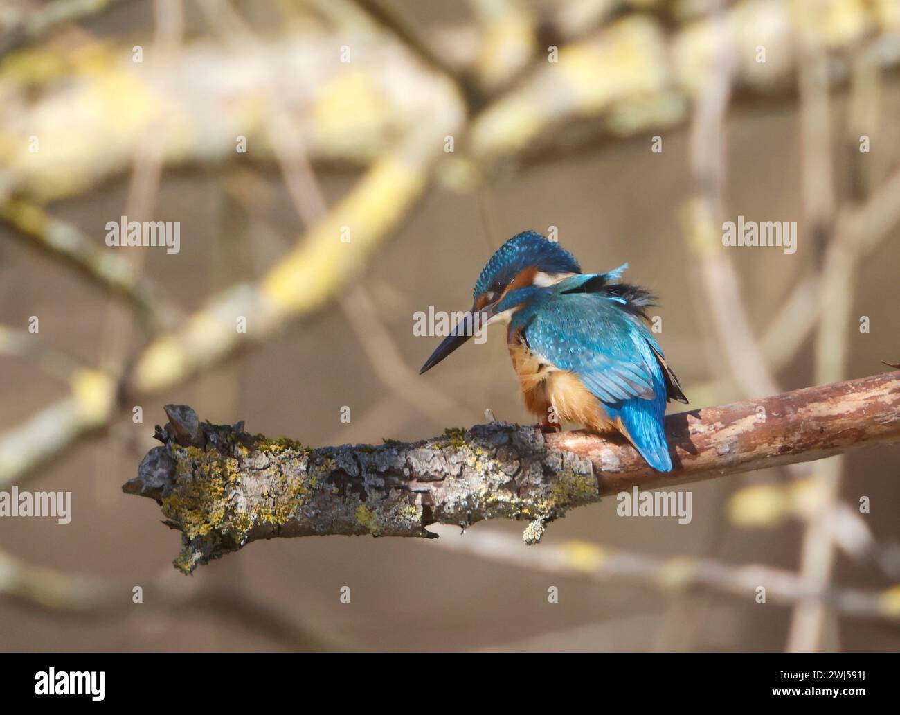 Un Kingfisher commun (alcedo atthis) dans le roseau Banque D'Images