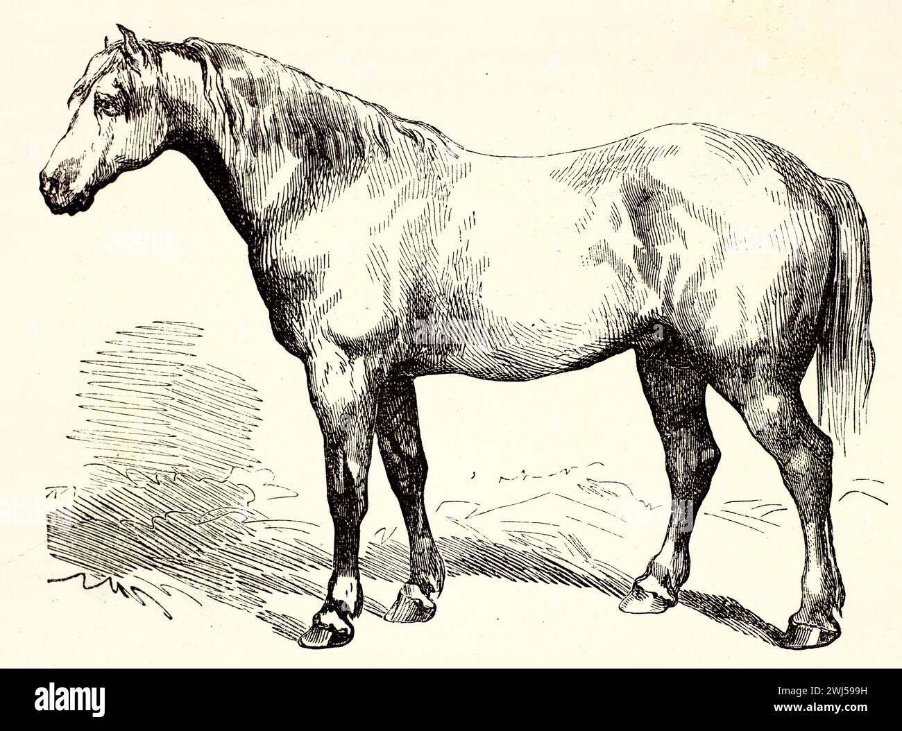 Ancienne illustration gravée de cheval Boulonnais. Créé par Trichon, publié sur Brehm, les Mammifers, Baillière et fils, Paris, 1878 Banque D'Images