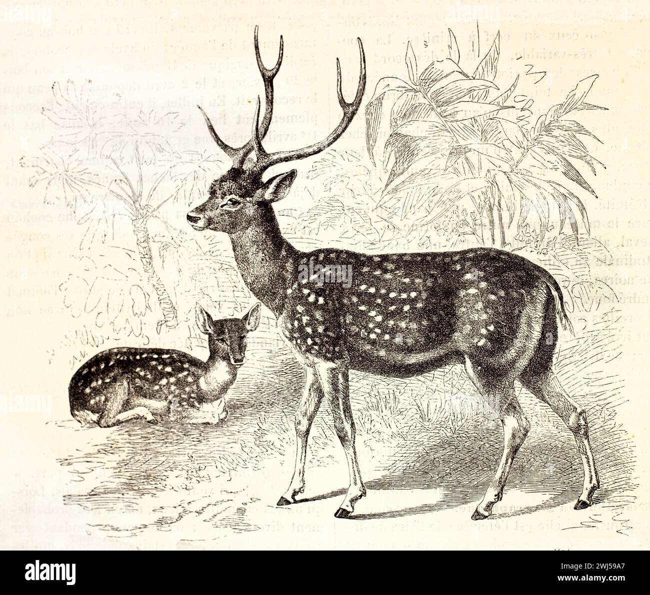 Tacheté Chital (axe de l'axe) illustré en 1878, un debout et un au repos, au milieu d'une végétation stylisée. Remarquable pour les bois et le manteau tapissé. Banque D'Images