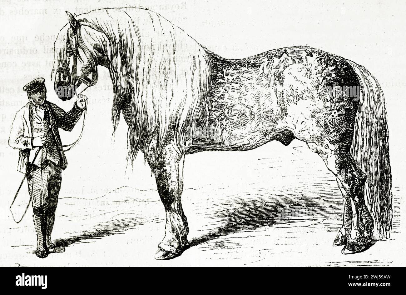 Cheval Clydesdale avec son manieur, illustré en 1878, mettant en valeur la taille massive de la race, la construction musculaire et la crinière coulante dans un cadre rural stylisé. Banque D'Images