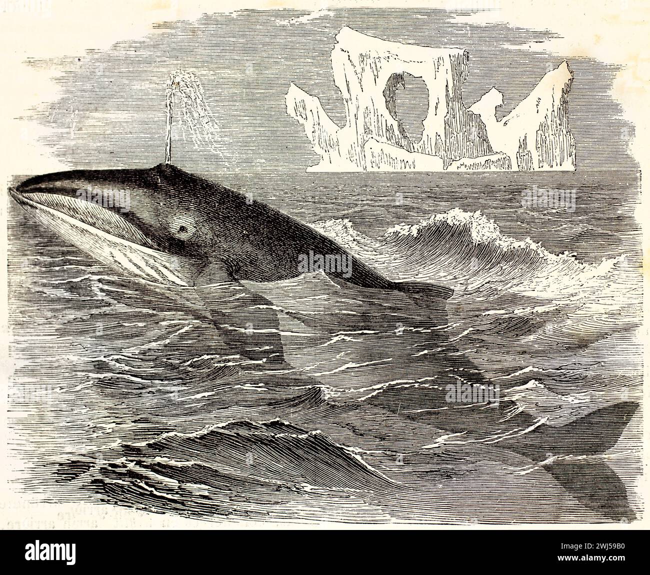 Ancienne illustration gravée de Minke Whale commune. Créé par Kertschmer, publié sur Brehm, les Mammifers, Baillière et fils, Paris, 1878 Banque D'Images