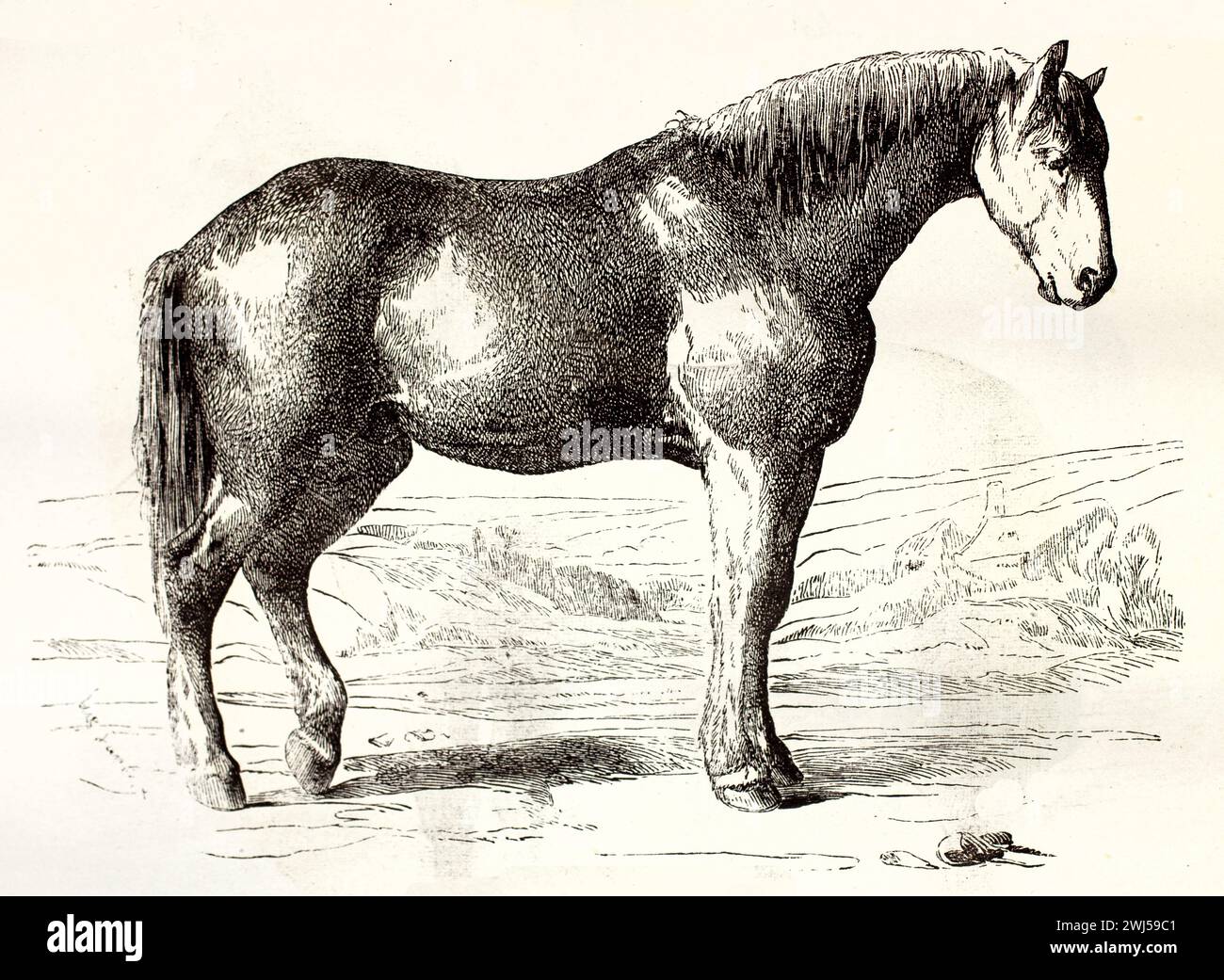 Gravure ancienne du cheval Henson, 1878, debout de profil sur terrain rural. La construction compacte, la tête vers le bas et la crinière lisse suggèrent calme et force. Banque D'Images
