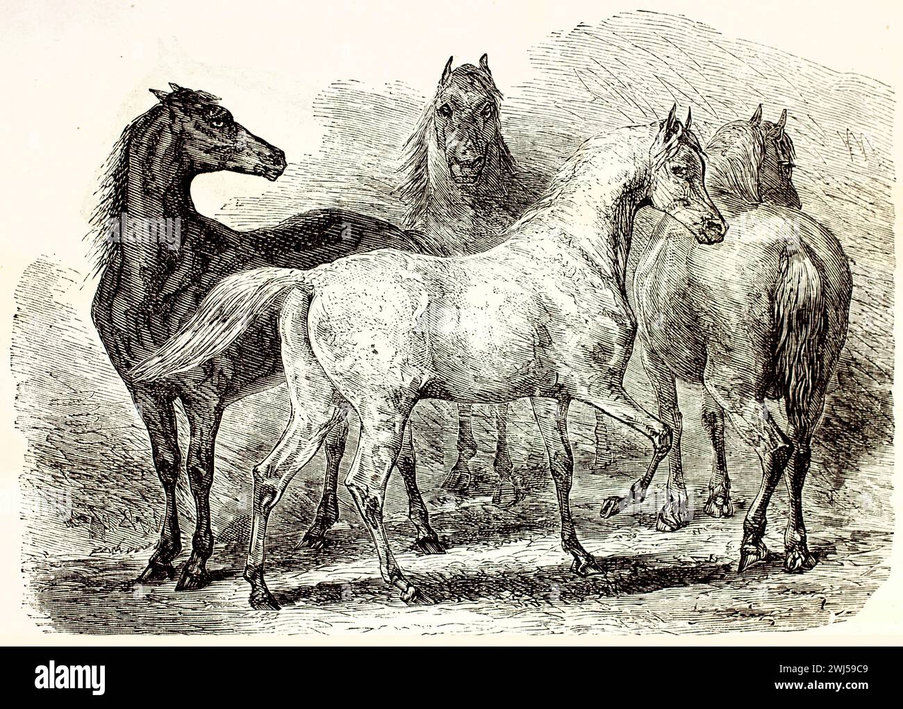 Ancienne gravure d'un troupeau de chevaux, 1878. Groupe de chevaux multicolores dans différentes poses et angles, dessinés dans des dessins dynamiques, comme des dessins au trait. Banque D'Images