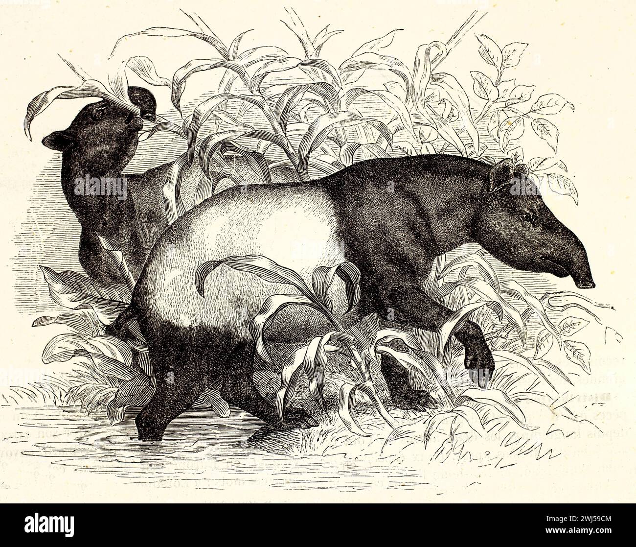 Ancienne illustration gravée de tapir malaisien. Créé par Zimmermann et Illner, publié sur Brehm, les Mammifers, Baillière et fils, Paris, 1878 Banque D'Images