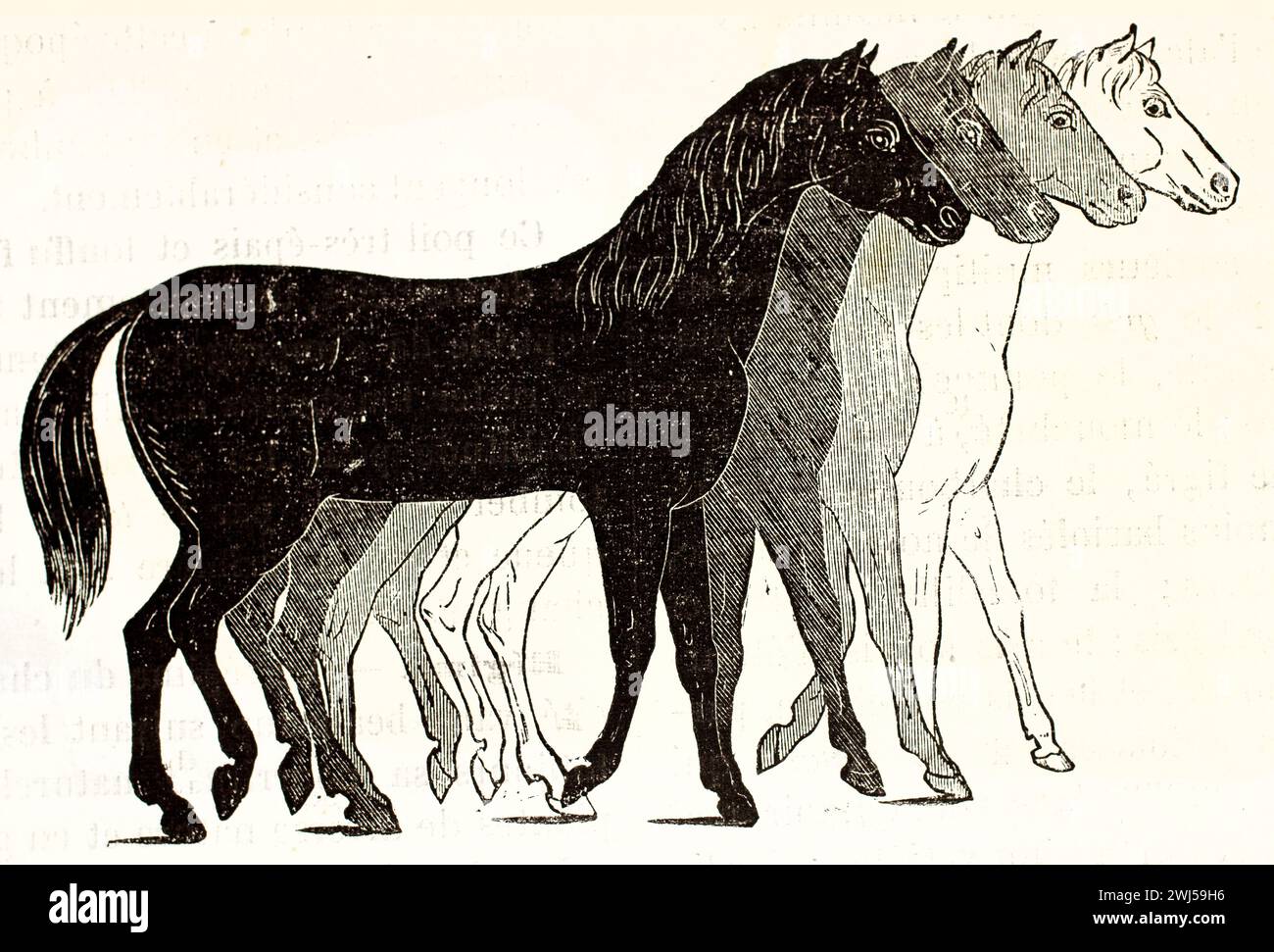 Illustration antique montrant les phases de marche d'un cheval en quatre positions, des silhouettes noires aux silhouettes blanches. De Mammifers de Brehm, 1878. Banque D'Images
