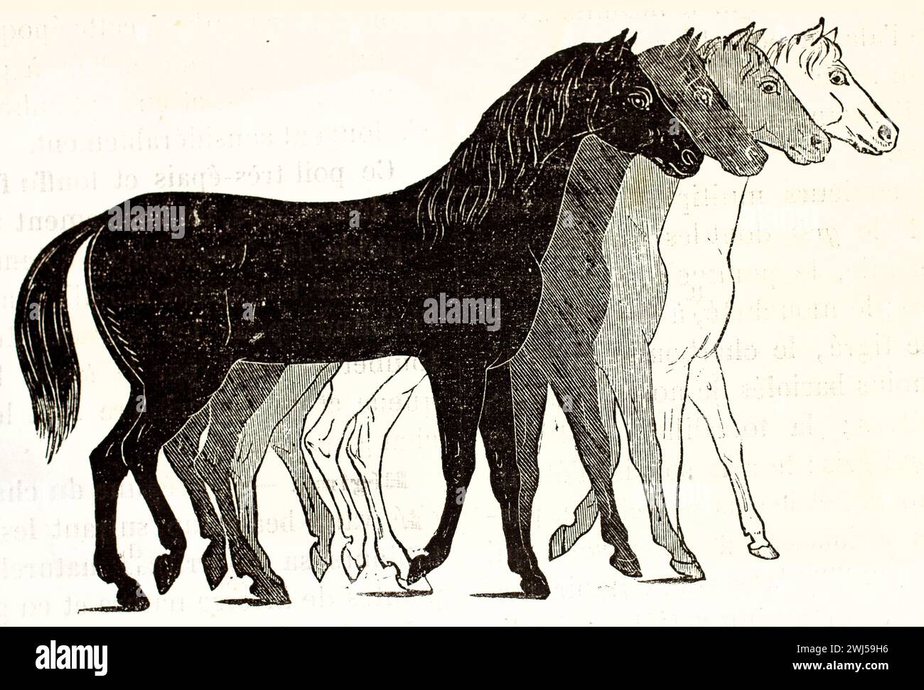 Quatre chevaux disposés du noir au blanc, corps entier, sur fond blanc. Auteur inconnu, Brehm's les Mammifers, Baillière et fils, Paris, 1878 Banque D'Images