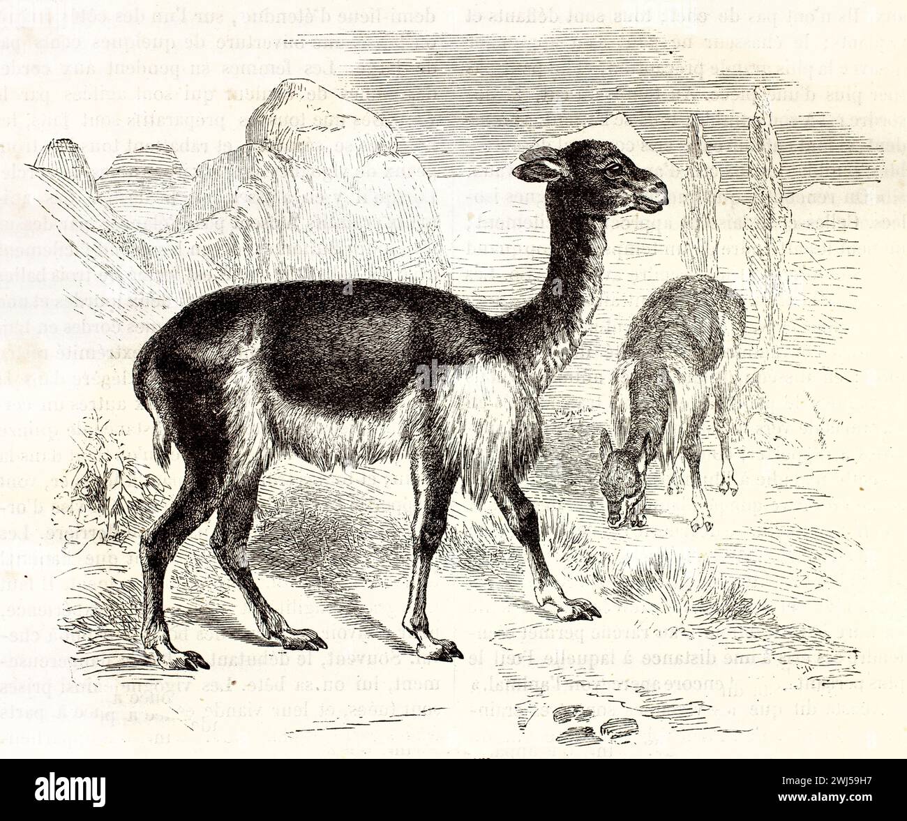 Illustration antique de vicuñas (Vicugna vicugna), l'un se nourrissant et l'autre debout, en terrain montagneux. De Mammifers de Brehm, 1878. Banque D'Images