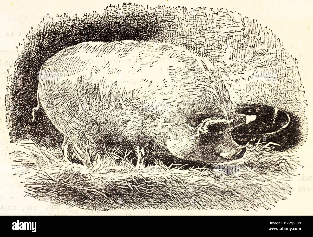 Gros cochon Yorkshire mangeant sur une botte de foin. Rendu dans un style vintage en noir et blanc avec hachures croisées par un auteur inconnu. Paris, 1878 Banque D'Images