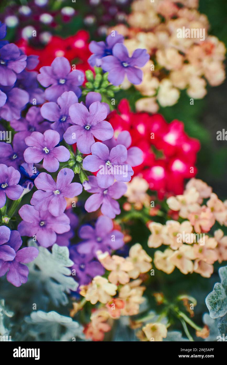 Verveine fleurs hybrides fleurir dans le parc. Gros plan avec la mise au point sélectionnée. Banque D'Images Verveine fleurs hybrides fleurir dans le parc. Gros plan avec la mise au point sélectionnée. Banque D'Images