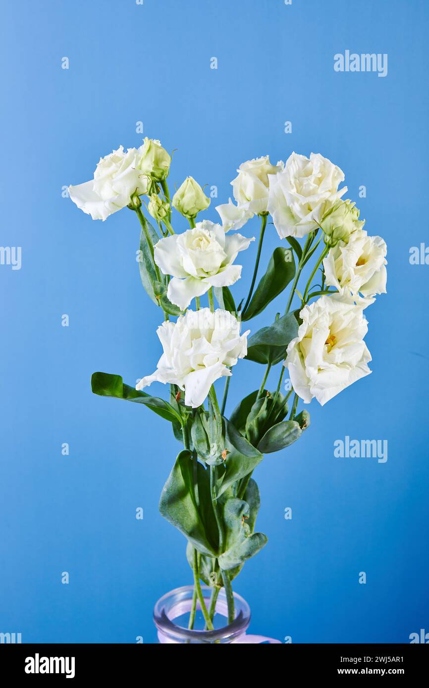 Bouquet d'Eustoma, communément appelé lisianthus, gentiane des prairies ou bluebell du texas Banque D'Images