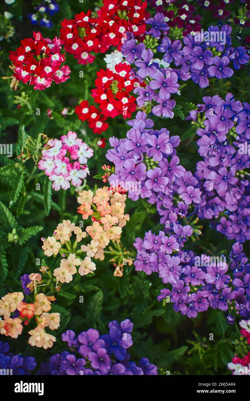 Verveine fleurs hybrides fleurir dans le parc. Gros plan avec la mise au point sélectionnée. Banque D'Images Verveine fleurs hybrides fleurir dans le parc. Gros plan avec la mise au point sélectionnée. Banque D'Images