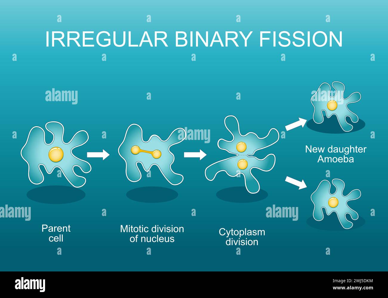 Binary fission Banque d'images vectorielles Alamy
