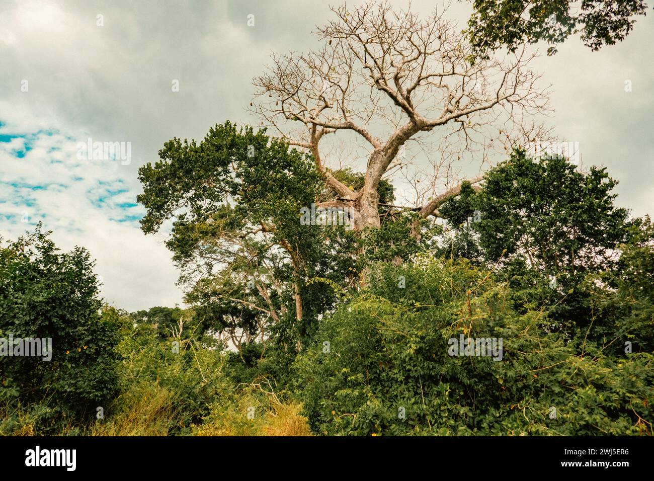 Un baobab poussant dans la forêt de la forêt Arabuko Sokoke à Malindi, au Kenya Banque D'Images