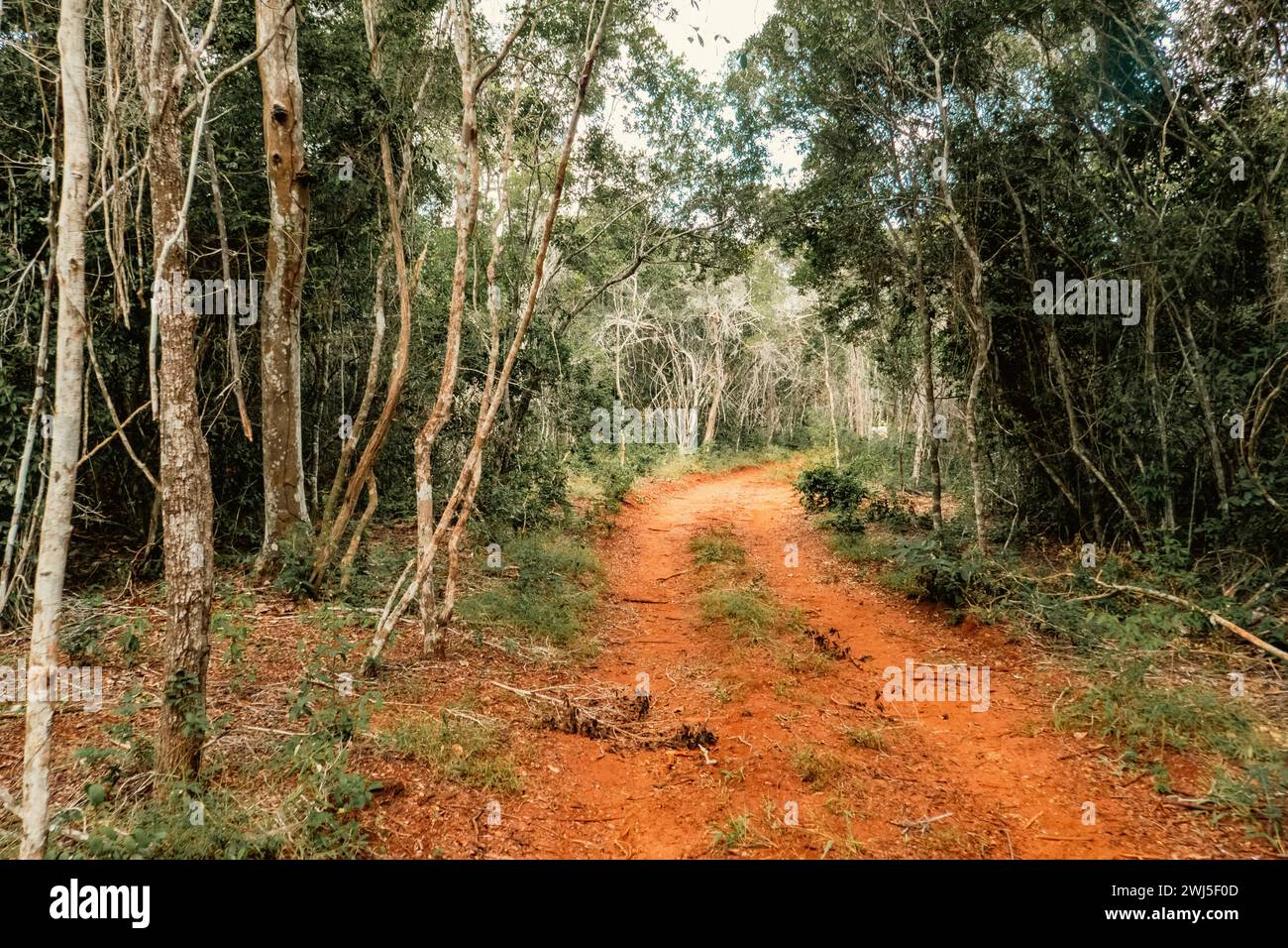 Un sentier de randonnée vide au milieu des arbres dans la forêt Arabuko Sokoke à Malindi, Kenya Banque D'Images