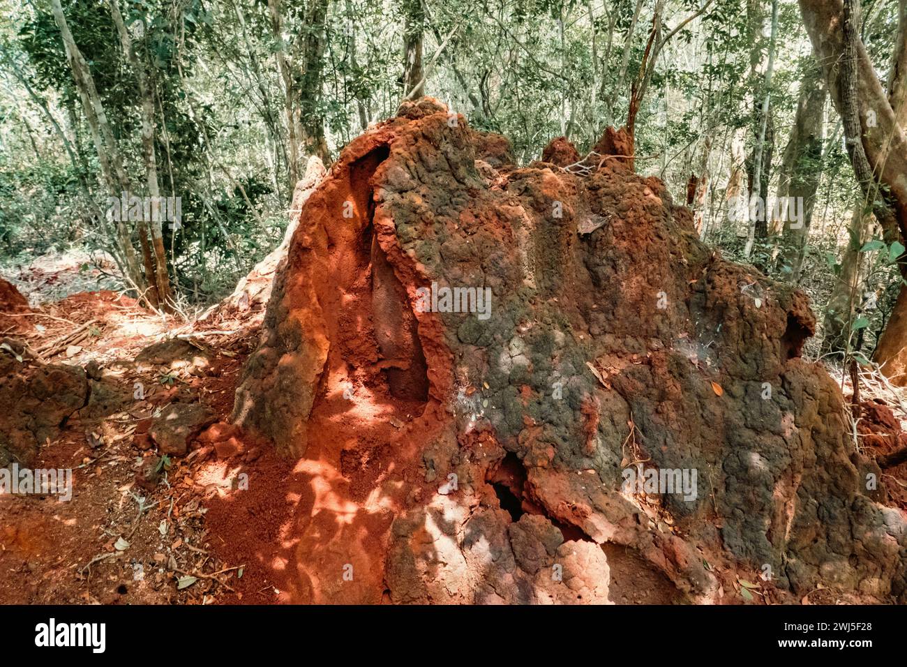 Champignon poussant sur un termitier dans la forêt d'Arabuko Sokoke Forest à Malindi, Kenya Banque D'Images