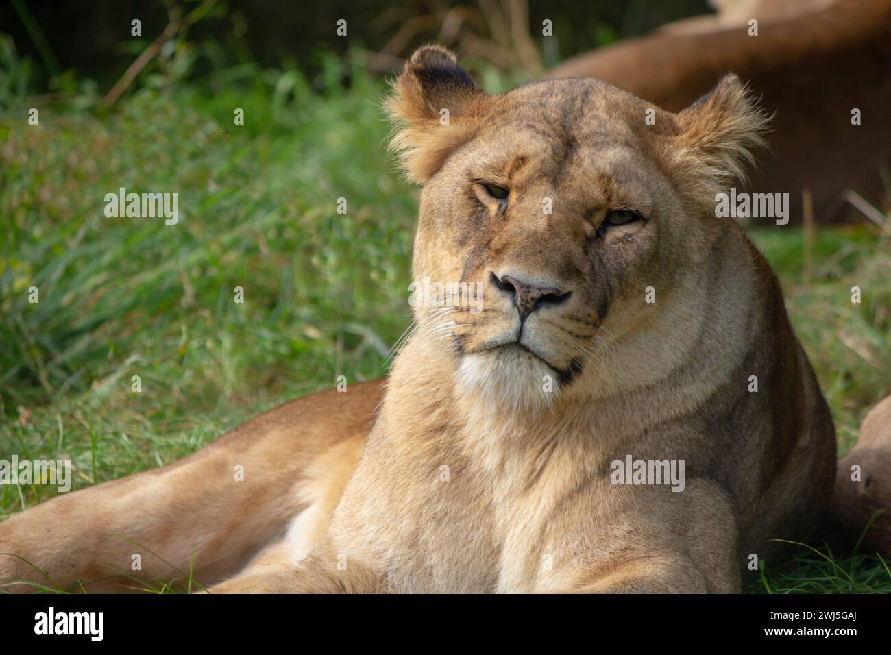 Une lionne reposant sur l'herbe dans un enclos de zoo Banque D'Images