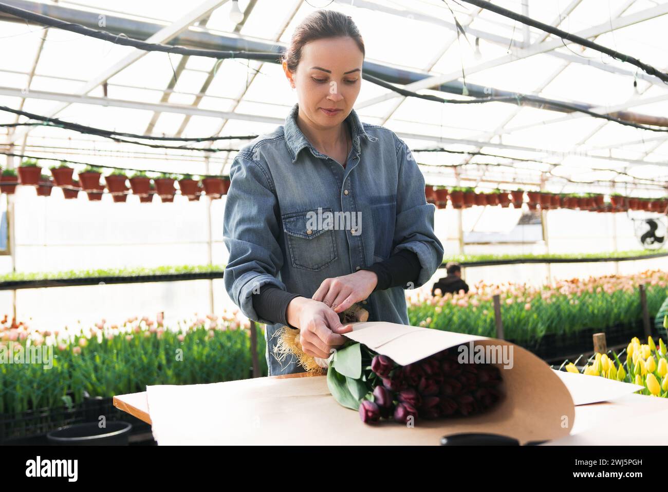 Une femme enveloppe un bouquet de fleurs dans du papier artisanal. Bouquet de tulipes violettes. Vente de bouquets de la serre. Banque D'Images