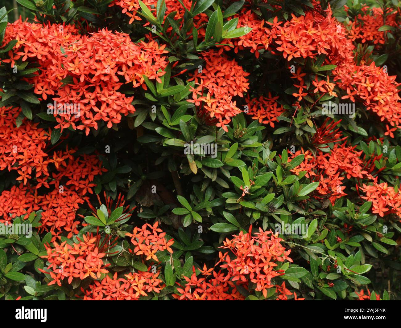 Ixora ou aiguille belle plante ornementale Banque D'Images