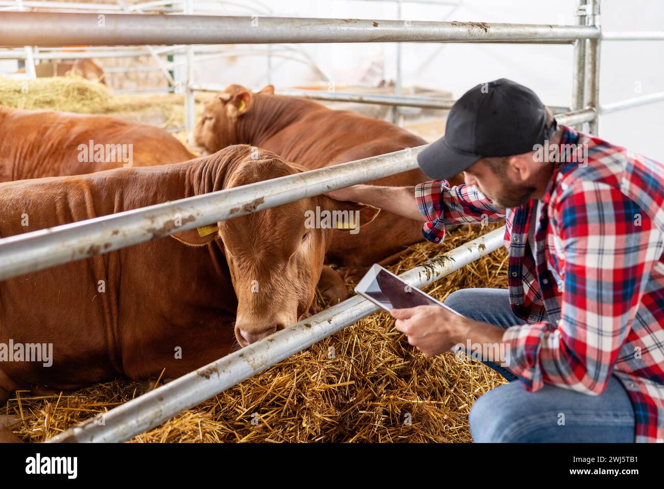 Rancher et vaches dans la ferme. Man Farmer avec tablette numérique dans les mains travaillant au ranch de bétail. Banque D'Images