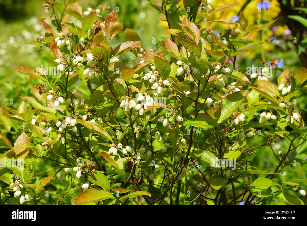 Fleurs blanches longues en forme de cloche ou d'urne du bleuet du nord (Vaccinium corymbosum). Famille des Ericaceae. Printemps, mai, pays-Bas Banque D'Images