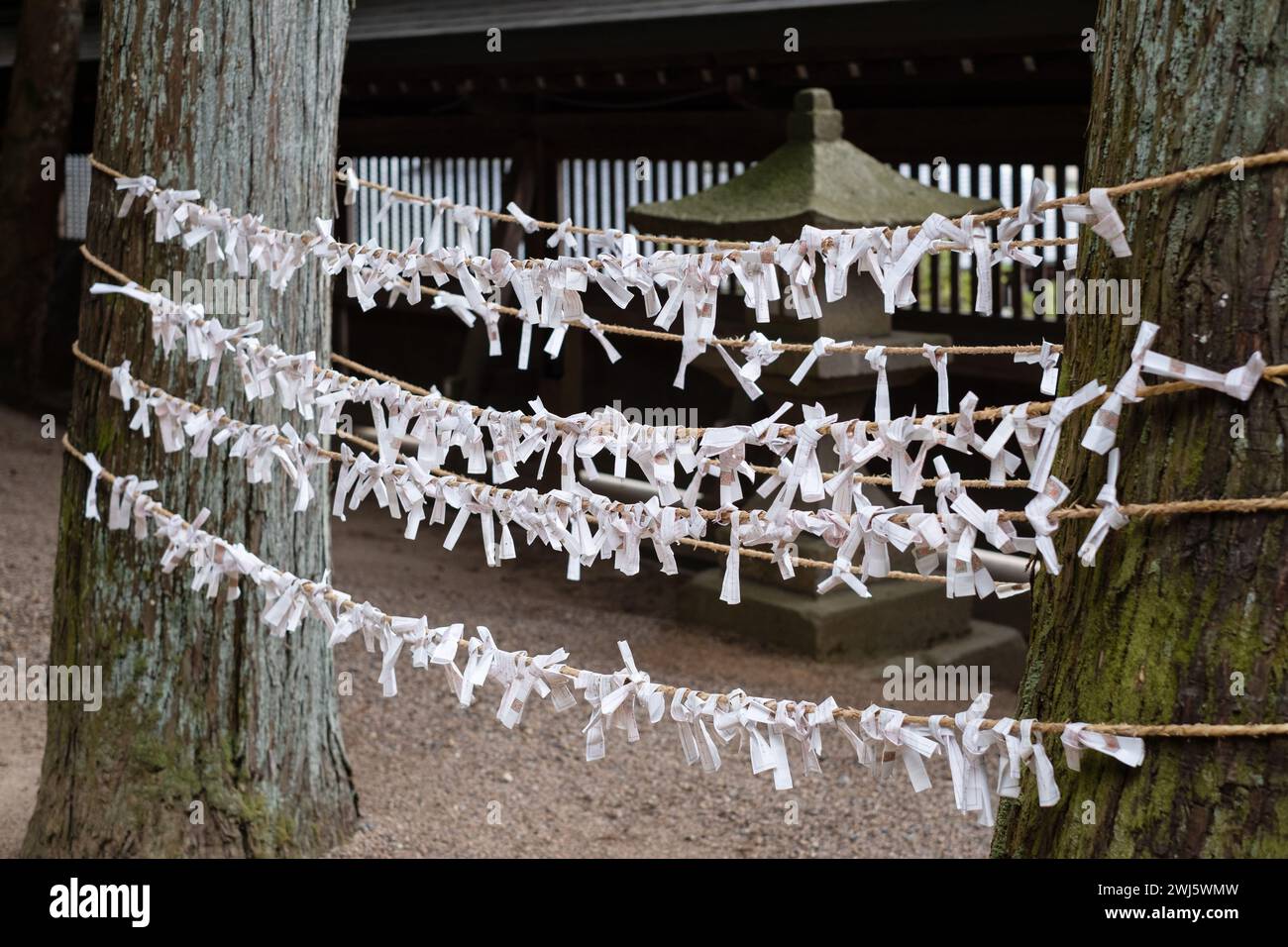 Omikuji, papier glisse avec fortunes, attaché à une corde entre les arbres dans le sanctuaire Sakurayama Hachimangu, Takayama, préfecture de Gifu, Japon. Banque D'Images