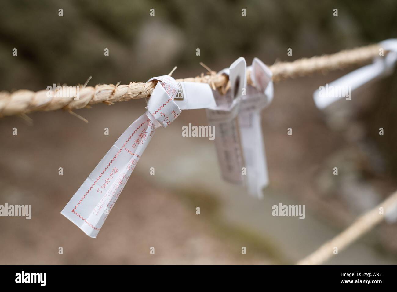 Omikuji, papier glisse avec fortunes, attaché à une corde entre les arbres dans le sanctuaire Sakurayama Hachimangu, Takayama, préfecture de Gifu, Japon. Banque D'Images