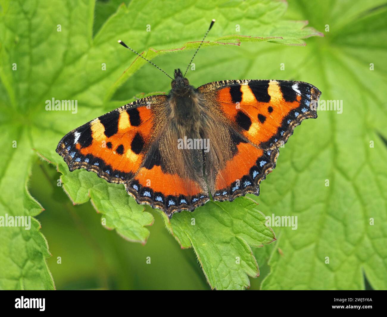 Petit papillon en écaille de tortue vierge (Aglais urticae) avec des taches bleues sur les ailes et des antennes barrées restinggrfeen feuillage en Cumbria, Angleterre, Royaume-Uni Banque D'Images