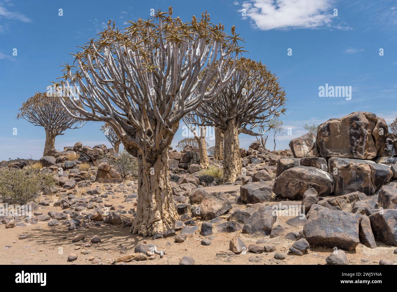 Gros rochers de dolérite et bois d'arbres Quiver dans le désert, tourné dans une lumière brillante de fin de printemps dans la forêt de Quivertree, Keetmansoop, Namibie Banque D'Images