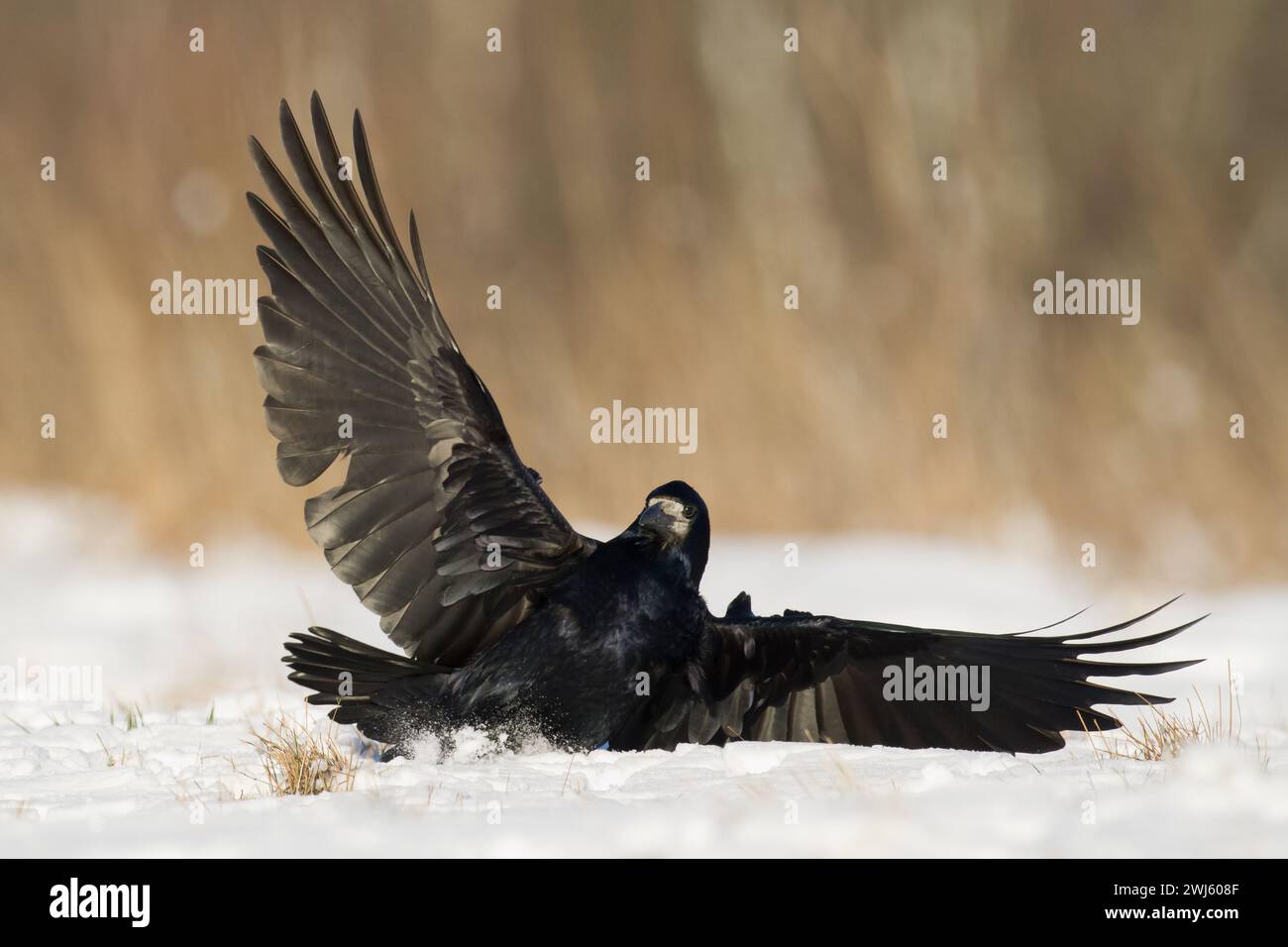 Oiseau volant Rook corvus frugilegus atterrissage, oiseau noir en hiver, Pologne Europe Banque D'Images