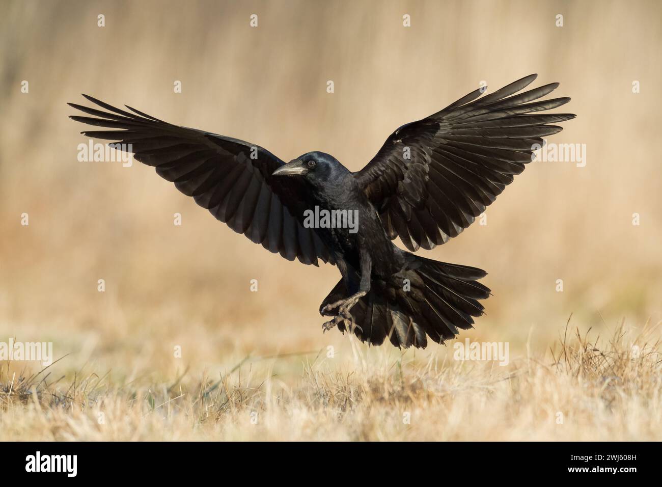 Oiseau volant Rook corvus frugilegus atterrissage, oiseau noir en hiver, Pologne Europe Banque D'Images