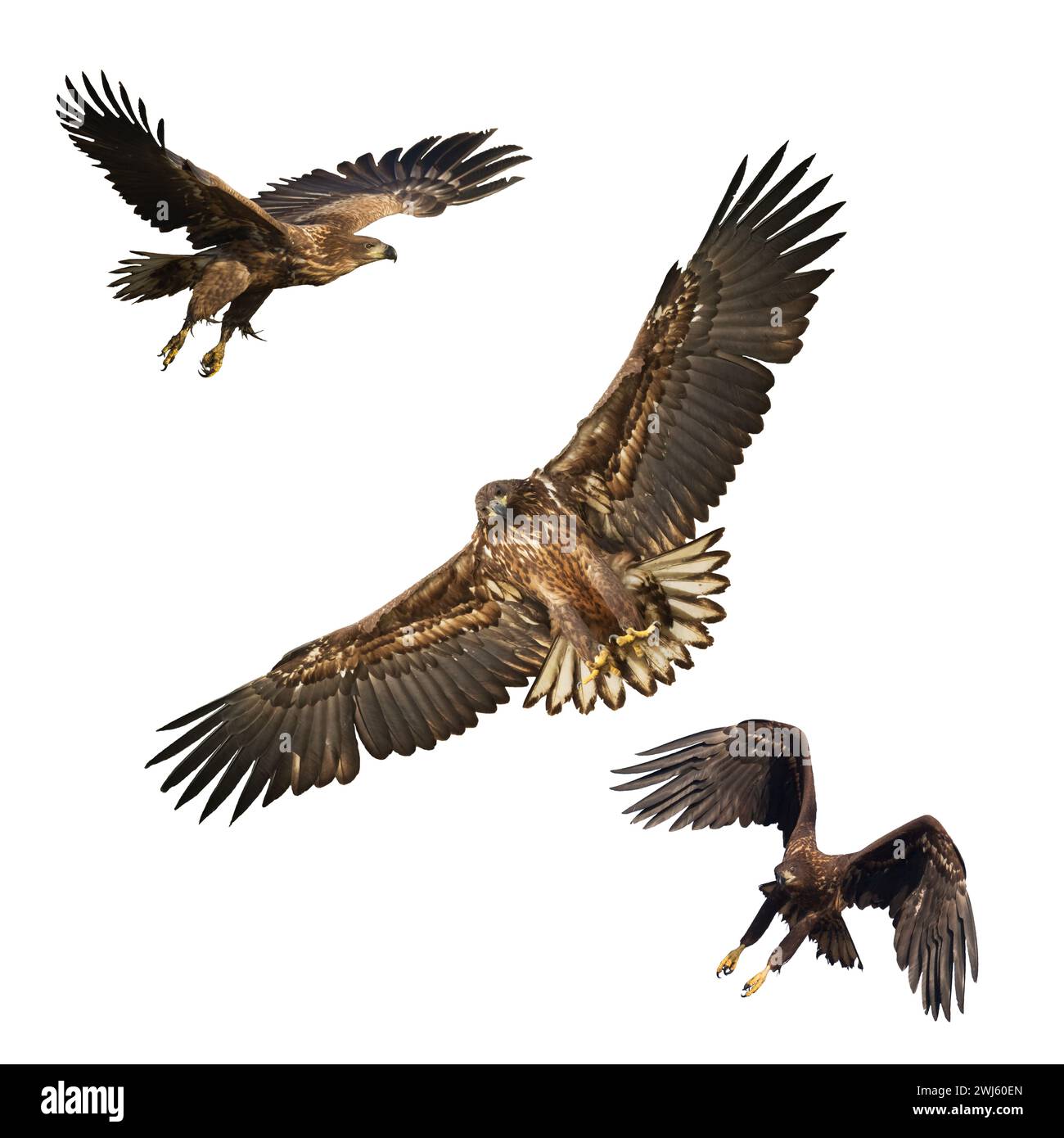 Oiseaux de proie Aigle à queue blanche isolé sur fond blanc oiseau volant mélange trois oiseaux Banque D'Images