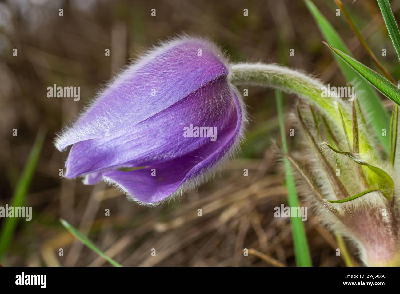 Pulsatilla slavica. Fleur de printemps dans la forêt. Une belle plante pourpre et moelleuse qui fleurit au début du printemps. Disparition des fleurs de printemps. Banque D'Images