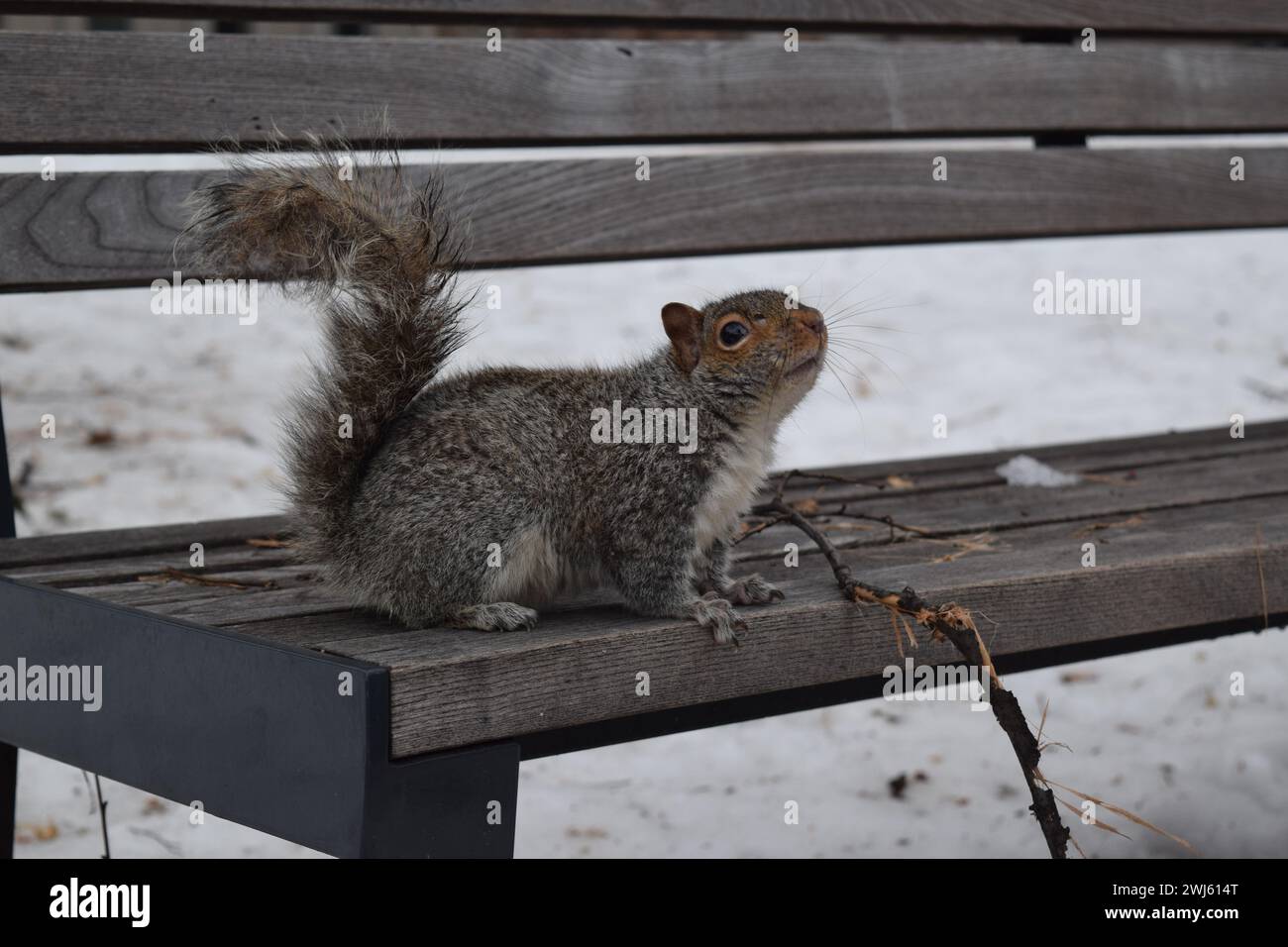 Un écureuil assis sur un banc en bois à l'extérieur pendant l'hiver, à Montréal, Canada Banque D'Images