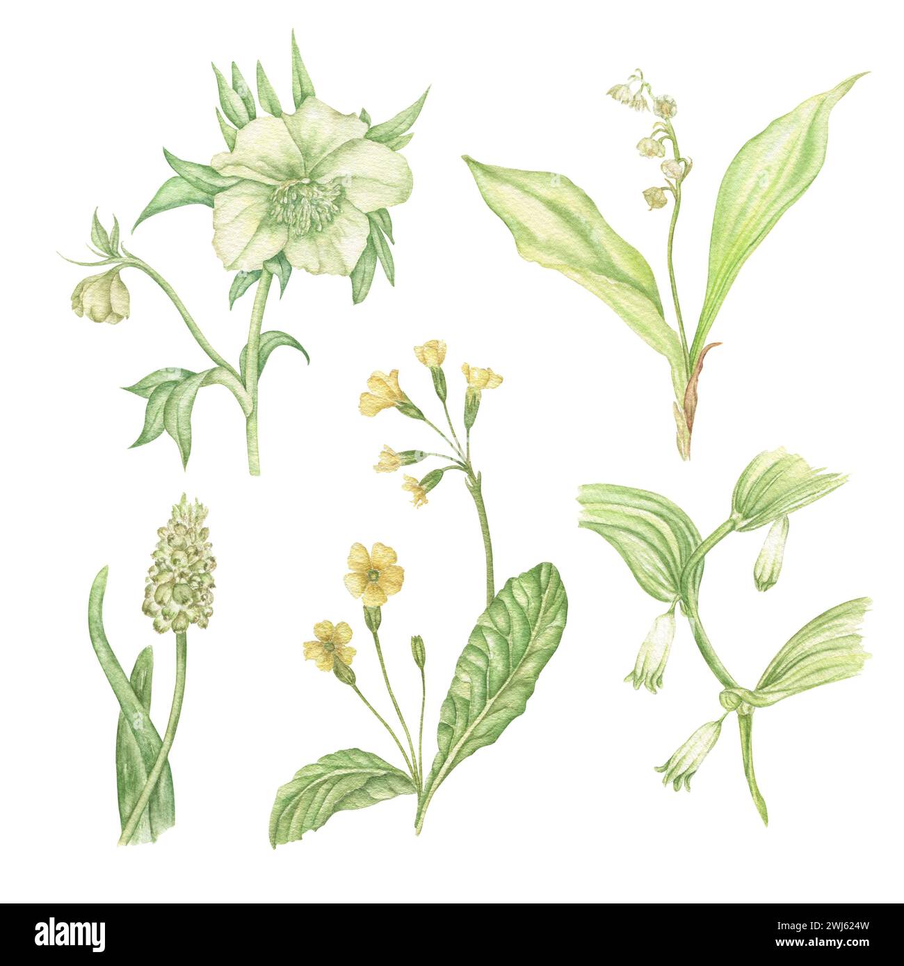 Fleurs printanières peintes à la main à l'aquarelle. Fleurs de Pâques. Muscari, hellebore, lis de la vallée, primevères. Design délicat pour décorer les salutations Banque D'Images