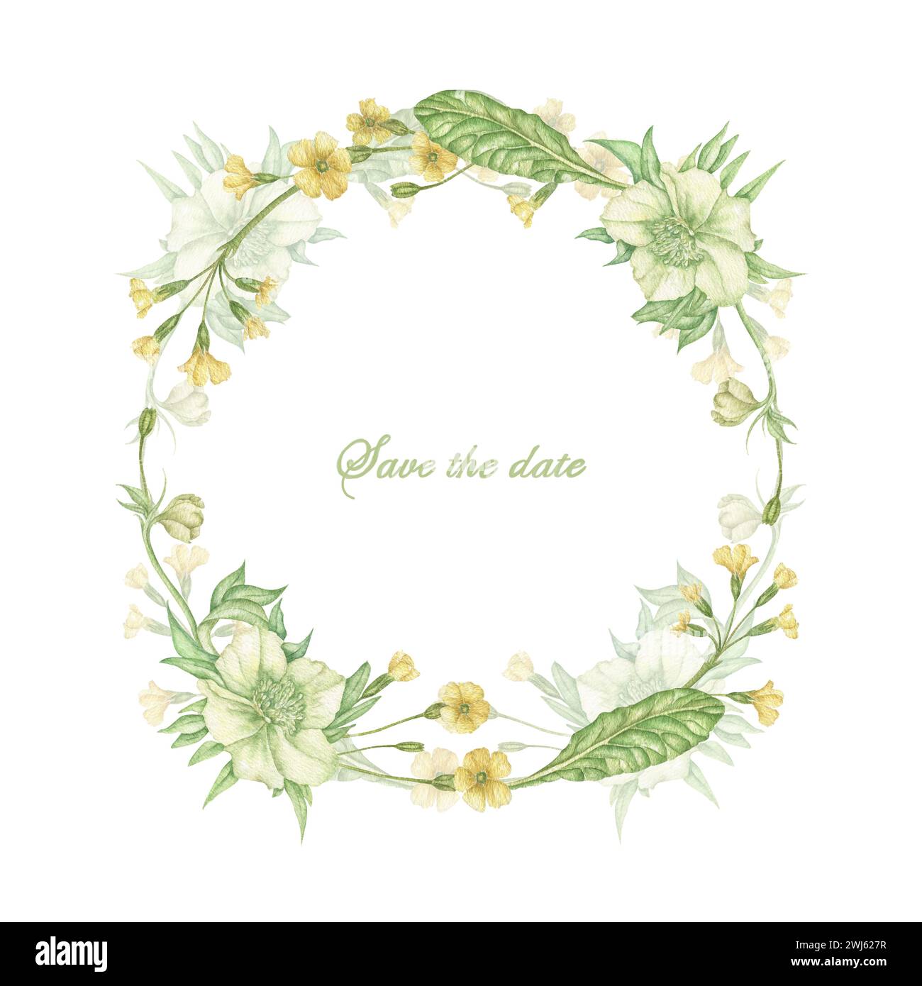 couronne d'aquarelle avec des feuilles vertes de fleurs d'hellebore, primevère jaune, bouquet organique de printemps et d'été mis en évidence sur un fond blanc. Banque D'Images